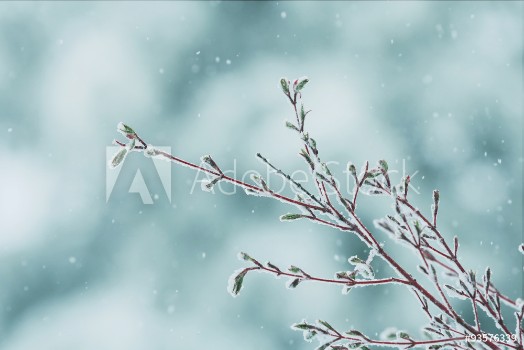 Picture of A late spring snow storm on a Coral Bark Japanese Maple tree branch